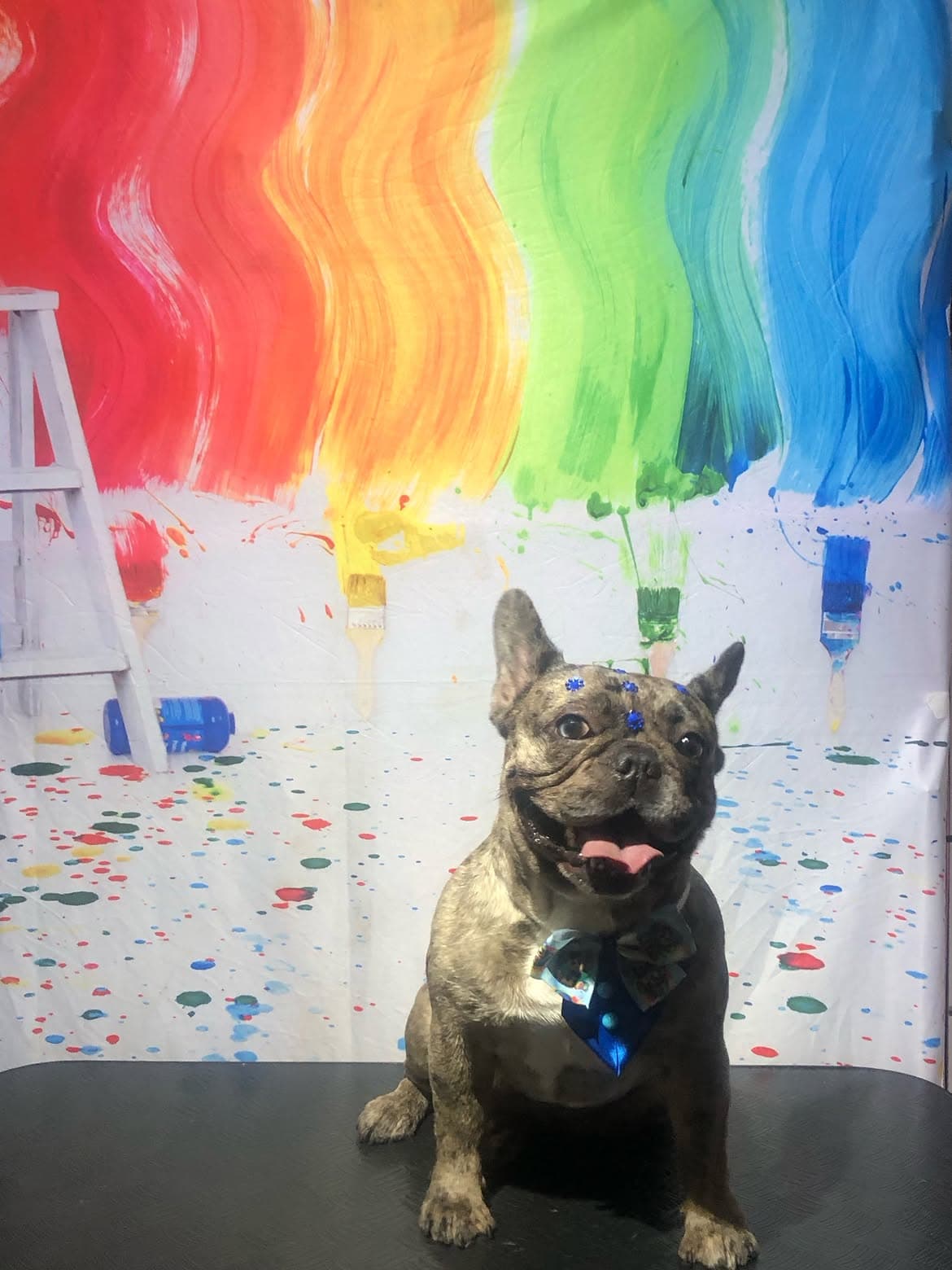 Buldogue Francês tigrado de gravata-borboleta azul e brilhos na cabeça, de língua de fora no cenário de pinceladas do Bicho Peludo
