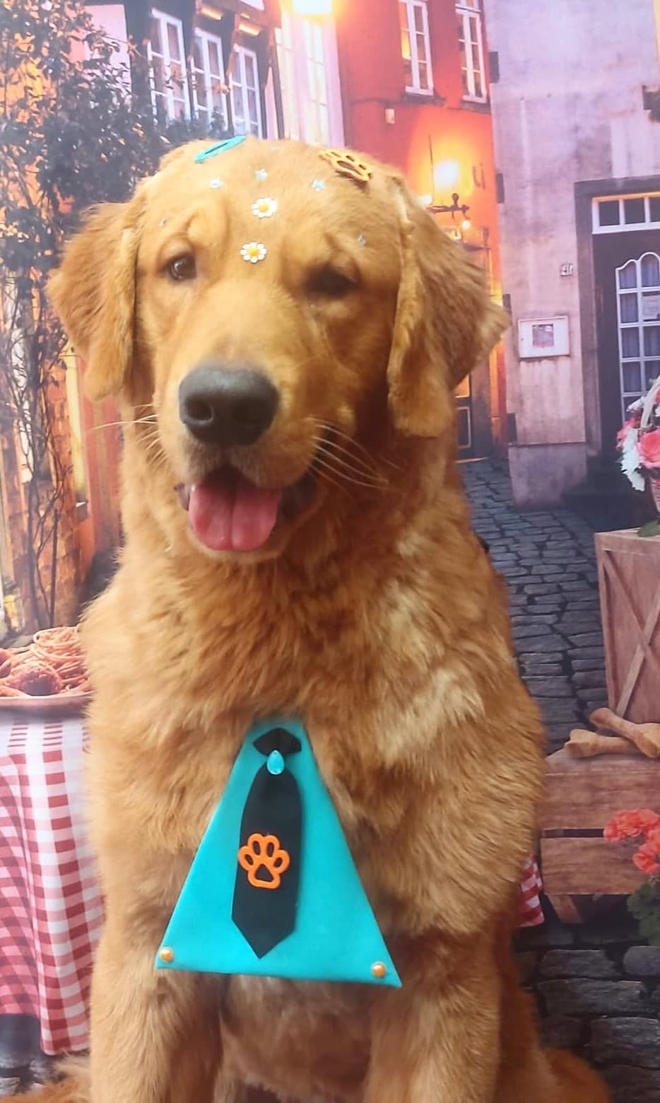 Golden Retriever de gravata azul-turquesa após atendimento no Pet Shop Bicho Peludo