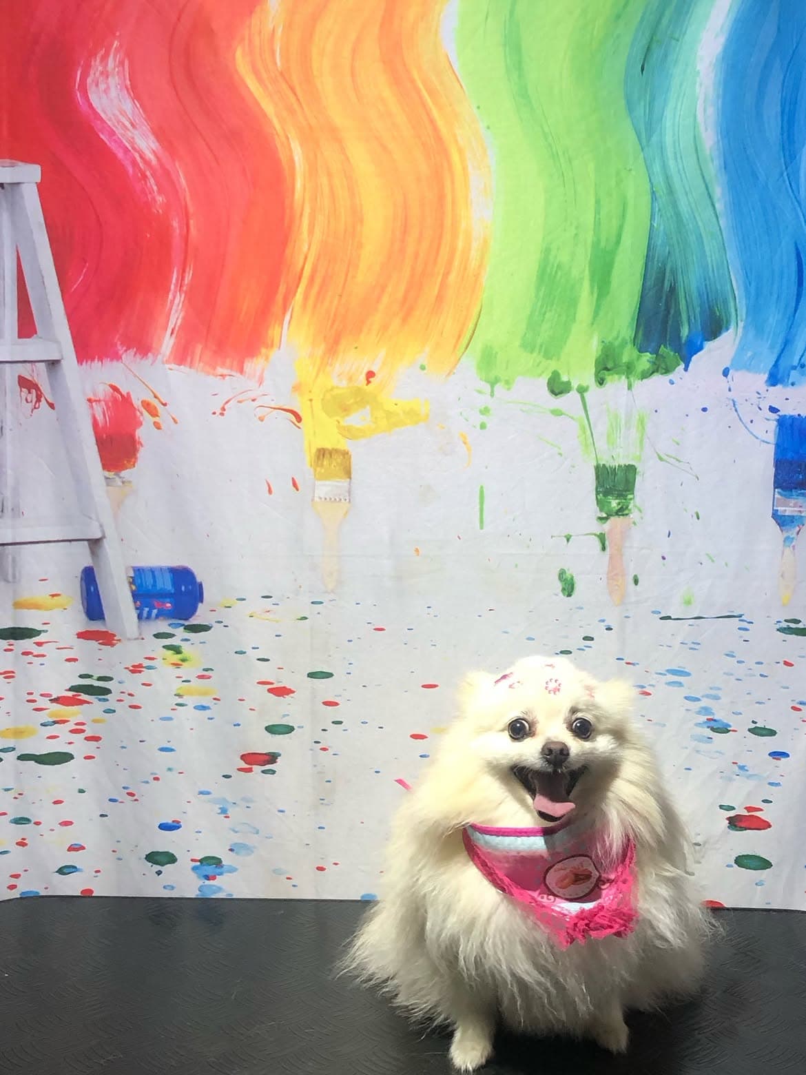 Lulu da Pomerânia branca de bandana rosa após atendimento no Bicho Peludo, em frente ao cenário de pinceladas coloridas