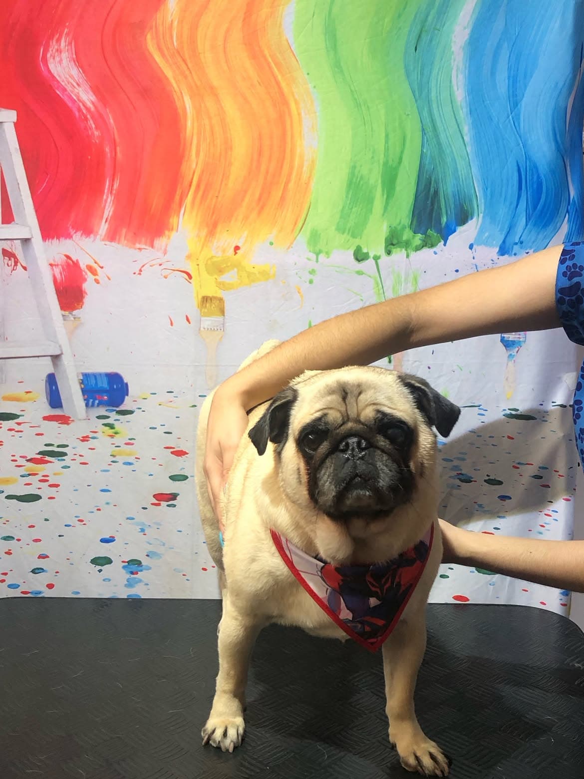 Pug de bandana sobre a mesa de banho e tosa, apoiado pelas mãos de uma pessoa da equipe do Bicho Peludo